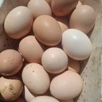 تخم مرغ محلی درشت تازه