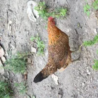 مرغ و خروس لری اصیل