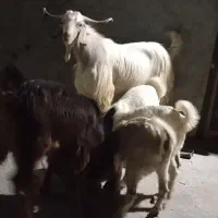 پاچن چاق سنگین وزن