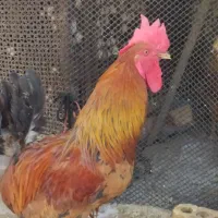 خروس سرحال