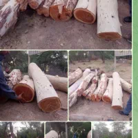 خرید و فروش چوب هرس چوب صنعتی چوب باغ