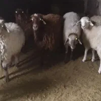 گوسفند چاق جهد کشتار موجود است