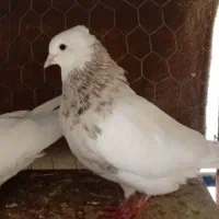 طوقی هفت رنگ و هنایی