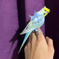 مرغ عشق پروانه‌ای فوق‌العاده خاص فول رام ودستی