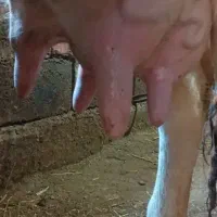ماده گاو هلشتاین