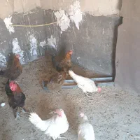 مرغ تخمگذار
