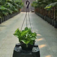 فروش عمده پتوس زعفرونی و نئون