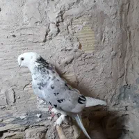 کفتر پرشی،پلاکی،سرور
