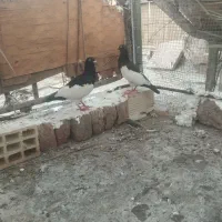 کفتر