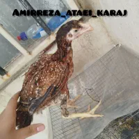 دوتا جوجه لاری