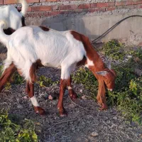 چپش گلابی فروشی