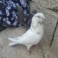 کبوتر