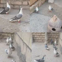 دومگیر شوخ