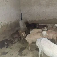 بره