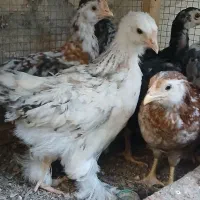 فروش‌انواع‌حیوانات‌