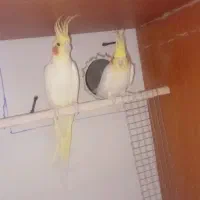 عروس هلندی جفت