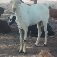 نربز