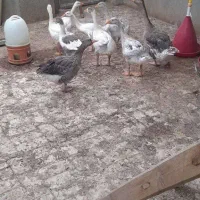 غاز