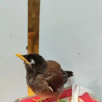 پرنده