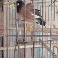 مینا سخن گو باقفس