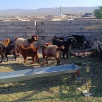 ۱۱تا بز بفروش می رسد