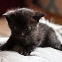 بچه گربه نابینا