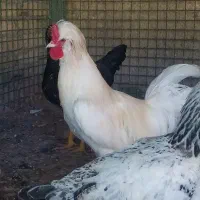 خروس لهستانی