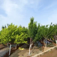 باغچه 500 متری در پیشتک