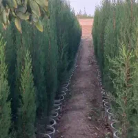 فروش انواع سرو وکاج وگل رز  نقد وچک وهرس درختان