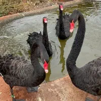 تخم نطفه دار و جوجه قوغاز سیاه اورجینال