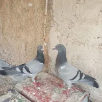 سوز|پرنده|کازرون, |دیوار
