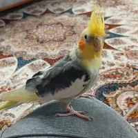 عروس هلندی نر