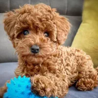 قبولی واگذاری