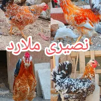 تخم‌مرغ نطفه‌دارگلین‌لری|حیوانات مزرعه|کرج, ملارد|دیوار