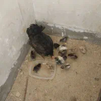 مرغ محلی و جوجه