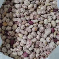 لوبیا چیتی|عمده‌فروشی|مرودشت, ژیان|دیوار