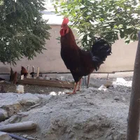 دو عدد خروس محلی