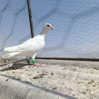 کفتر