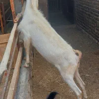 نر بز سانن
