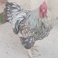 مرغ و خروس ویاندوت