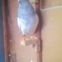کفتر
