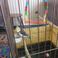 عروس هلندی سخنگو