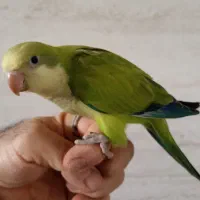 راهب نرمه خور کوتوله برزیلی مولد