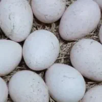تخم بوقلمون نطفه دار