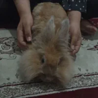 خرگوش ماده
