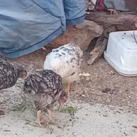 جوجه محلی و جوجه برهما