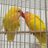 طوطی کوتوله بریزیلی