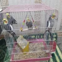 عروس هلندی