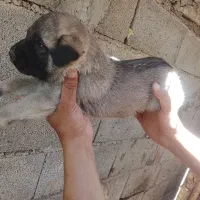 توله سگ سرابی اصل