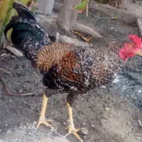 خروس فروشی رودخانه
